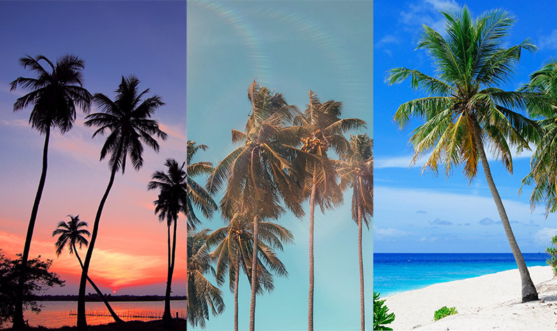 palm trees